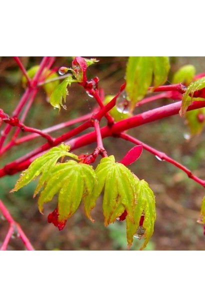 Листя клена Сангокаку (Acer palmatum ’Sangokaku’) восени — золотисто-жовте забарвлення.